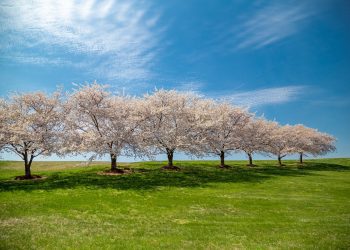 Experience the Beauty of North America in Full Bloom: The Top Springtime Destinations