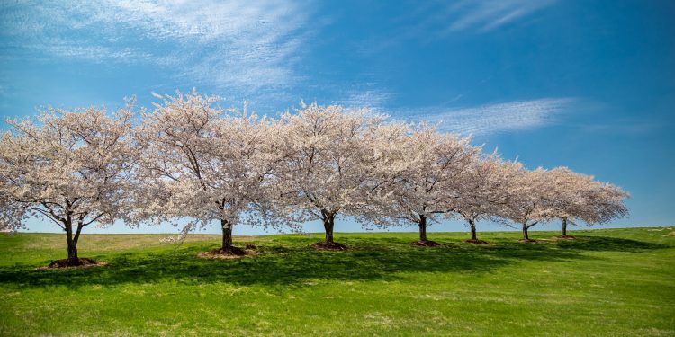 Experience the Beauty of North America in Full Bloom: The Top Springtime Destinations